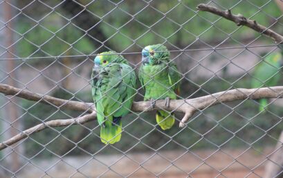 Unicentro recebe animais resgatados de zoológico embargado em Dois Vizinhos