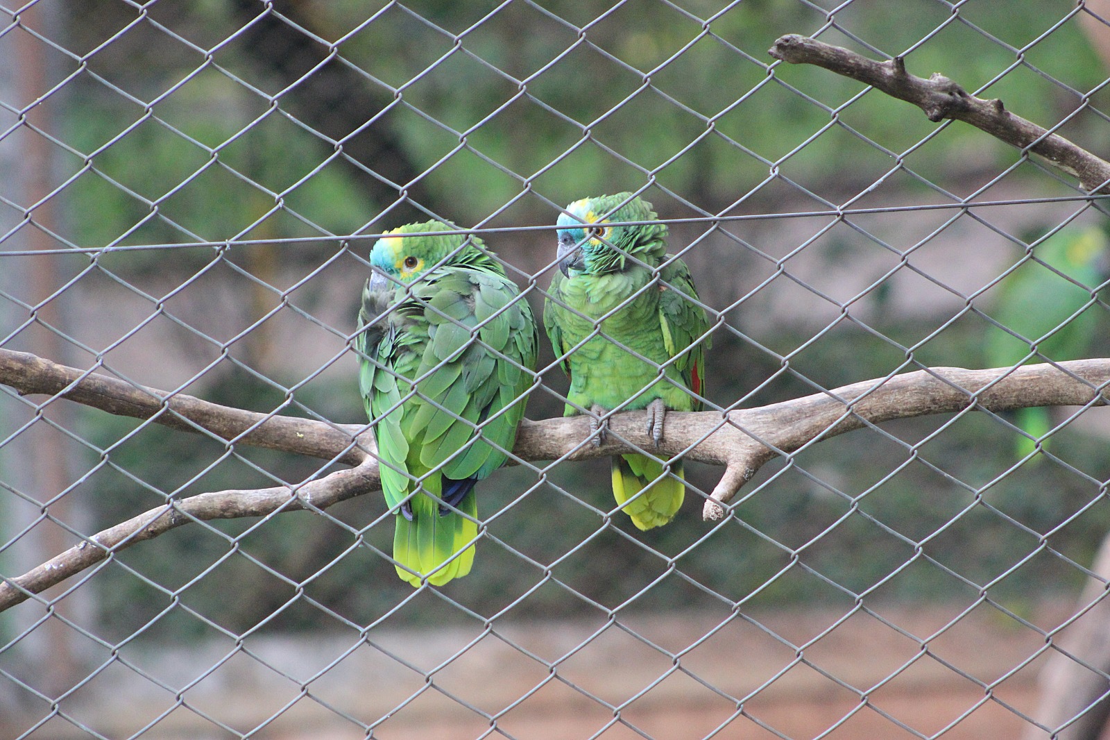 Unicentro recebe animais resgatados de zoológico embargado em Dois Vizinhos