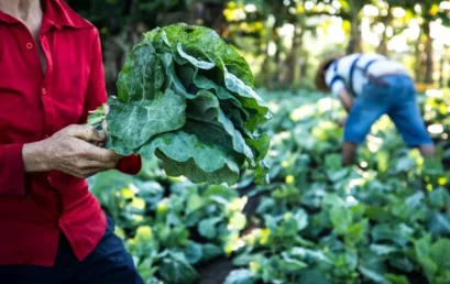 Projeto Cultivo Agroecológico de Hortaliças está com inscrições abertas para seleção de bolsista
