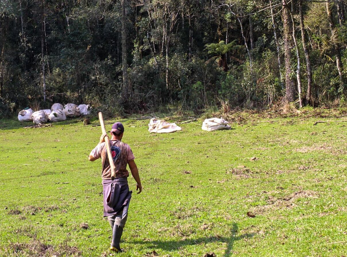 Pegadas nos Ervais: a luta pelo sustento nas Terras do Paraná