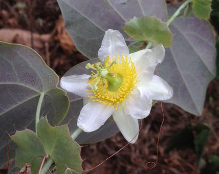 botanica1