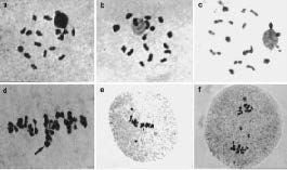citogenetica2