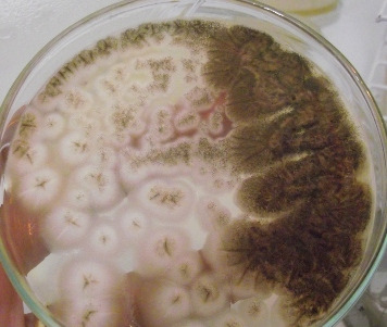 microbiologia2