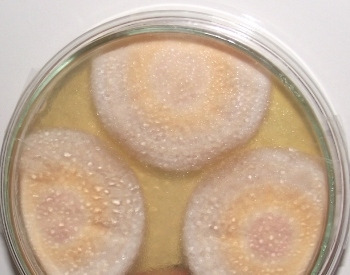 microbiologia3
