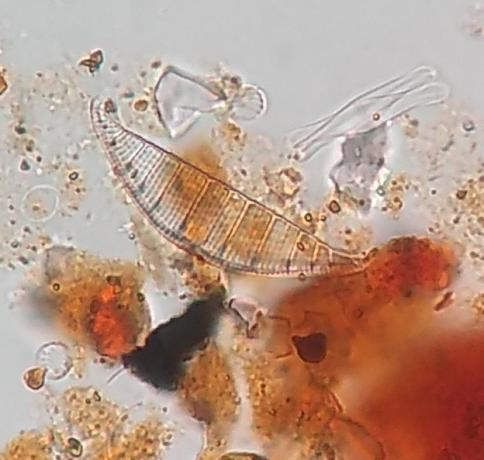 taxonomia1