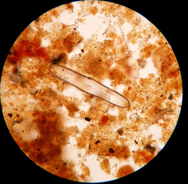 taxonomia2