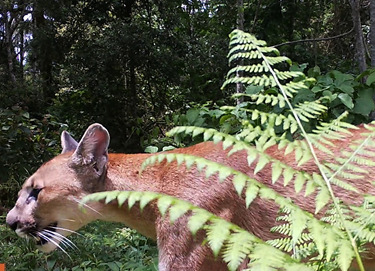 vertebrados3