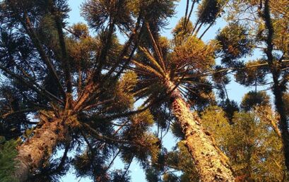 Projeto da Unicentro na área de Ciências Florestais é contemplado pelo Programa Brasil-Alemanha