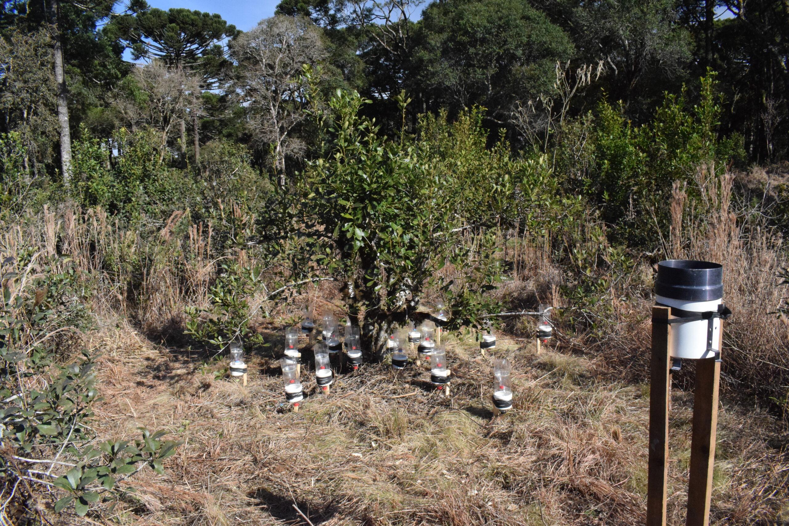 Monitoramento da Precipitação interna em Pé de erva-mate - 2019