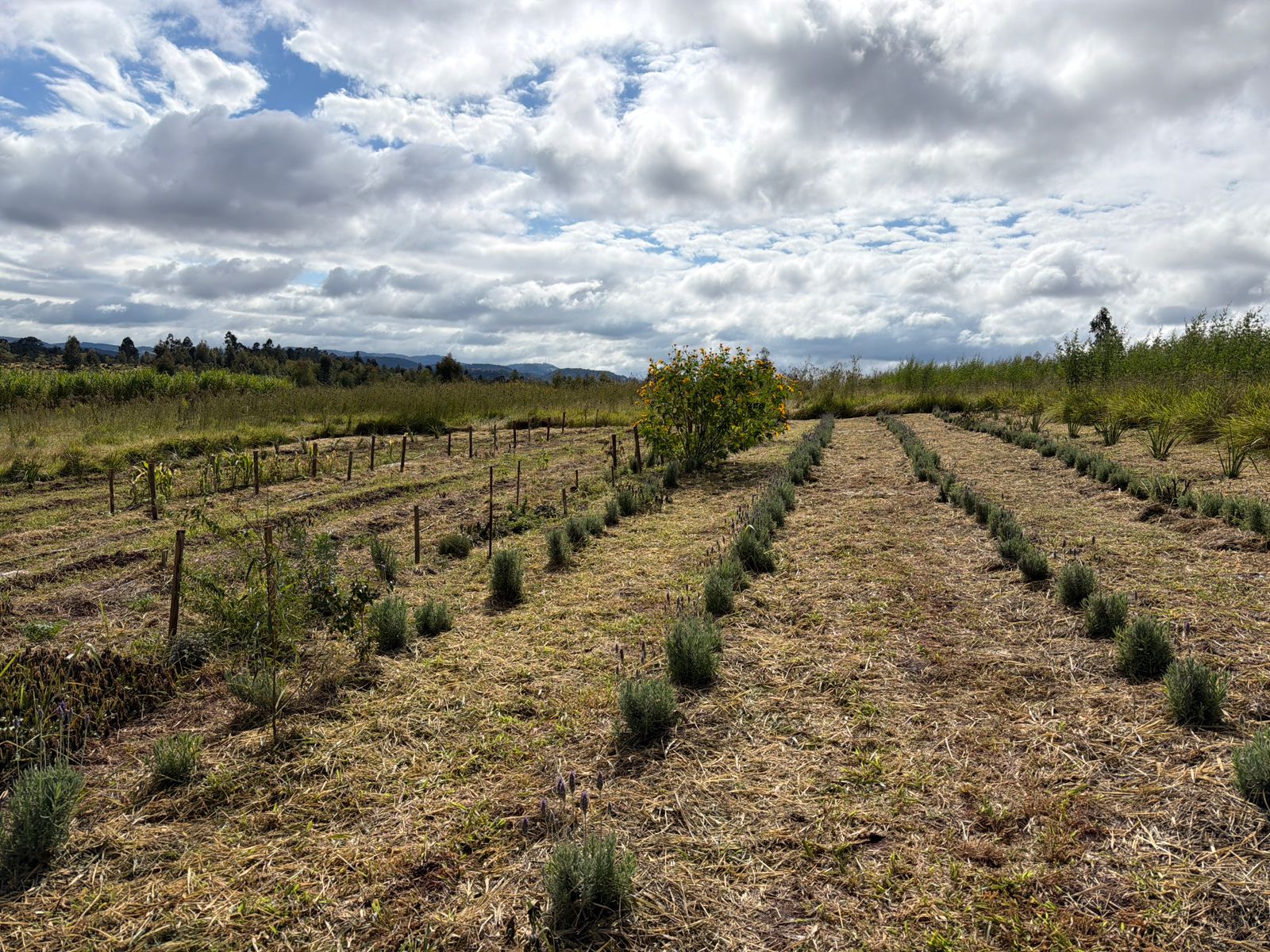 Campos Experimentais