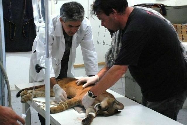 Campus Cedeteg promove “curso de medicina e manejo de Animais Selvagens”