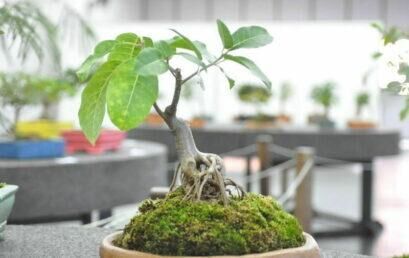 Unicentro recebe exposição e oficina de bonsai