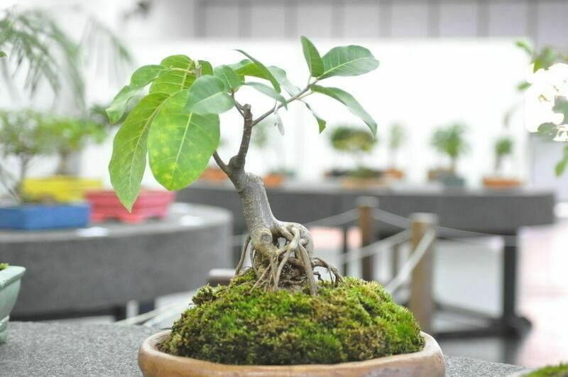 Unicentro recebe exposição e oficina de bonsai Unicentro recebe exposição e oficina de bonsai
