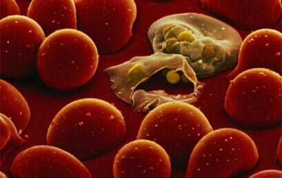 Projeto visa desenvolver forma farmacêutica diferenciada para o tratamento de malária