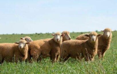 Campus Cedeteg recebe palestra sobre produção de cordeiros e ovinocultura