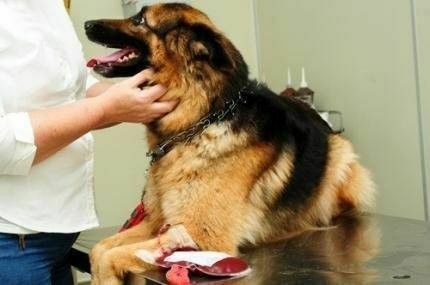 Clínica Escola de Medicina Veterinária está cadastrando cães para doação de sangue