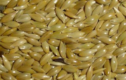 Unicentro recebe alpiste doado pela Receita Federal