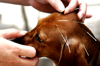 Clínica de Medicina Veterinária realiza atendimentos de acupuntura em animais