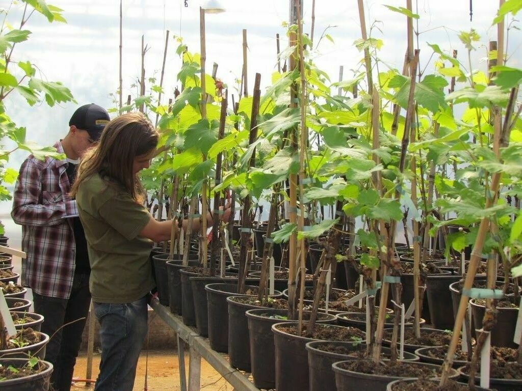 Guia do Estudante concede quatro estrelas para curso de Agronomia da Unicentro