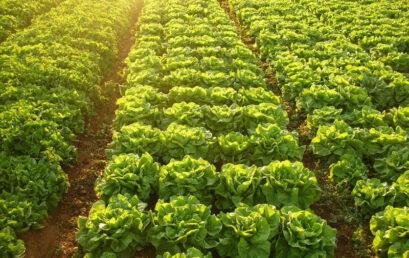 Programa de certificação orgânica realiza mais auditorias na região