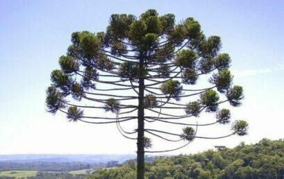 Guarapuava recebe XV Encontro Paranaense de Educação Ambiental