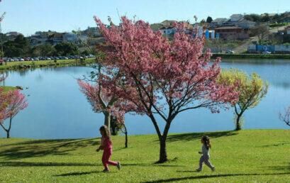 Campus Santa Cruz recebe mudas da campanha “Guarapuava: Cidade das Cerejeiras”