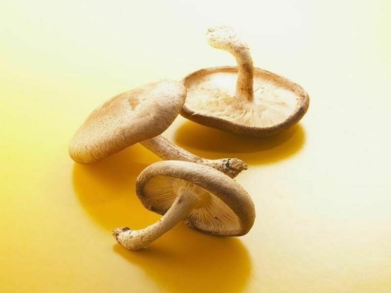 Projeto da Unicentro promove jantar para incentivar uso de cogumelos