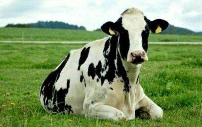 Inscrições abertas para o Simpósio Regional de Bovinocultura de Leite