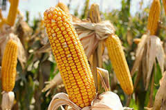 Melhoramento genético do milho é tema de projeto contemplado pelo Edital Universal do CNPq