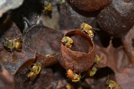 Projeto Imbituvão reune produtores de mel e pesquisadores de abelhas nativas, sem ferrão