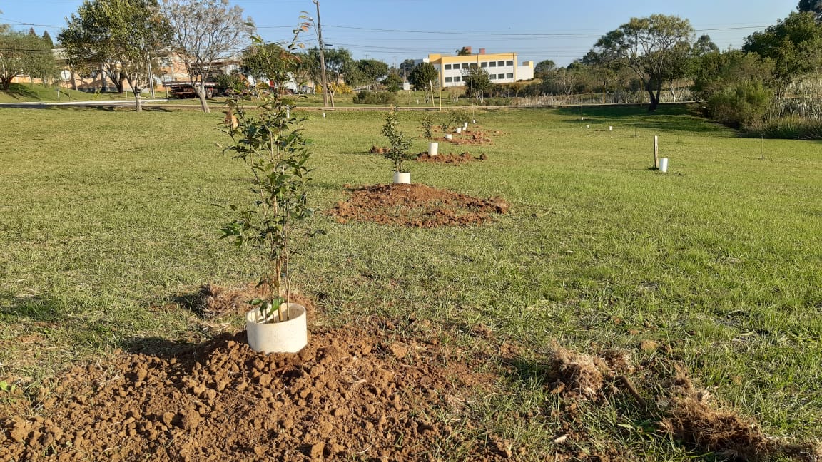 Campus Cedeteg ganha novas árvores