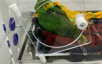 Papagaios resgatados na região de Paranavaí são acolhidos pela Unicentro