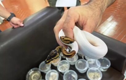 Cafs da Unicentro recebe cobras, tartarugas e lagartos apreendidos em Guarapuava