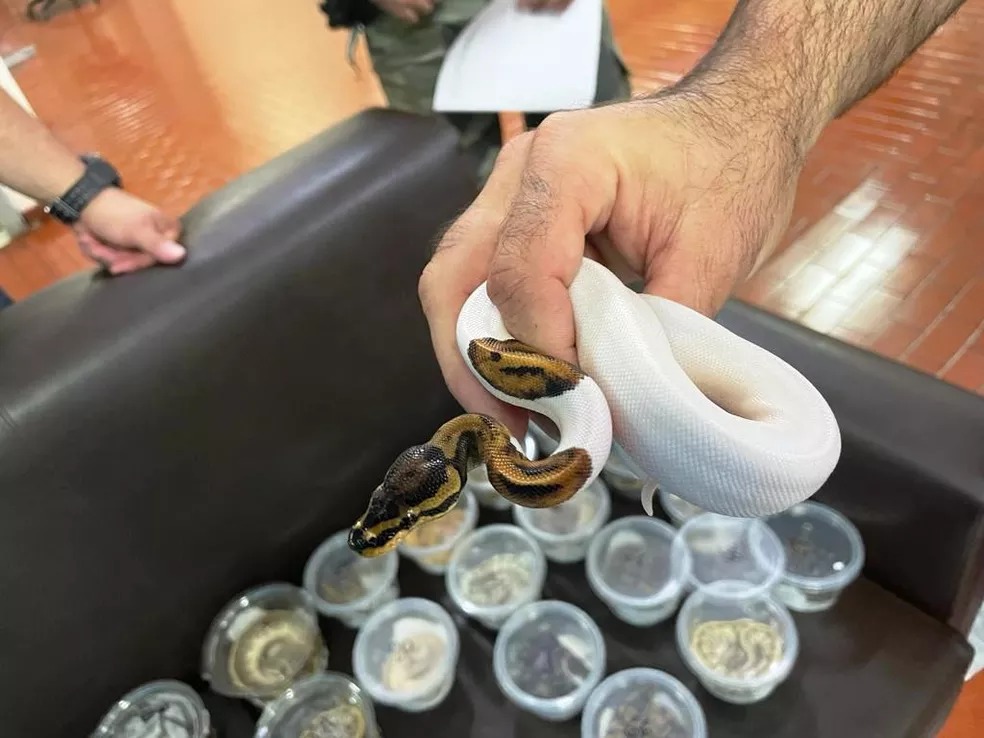 Cafs da Unicentro recebe cobras, tartarugas e lagartos apreendidos em Guarapuava