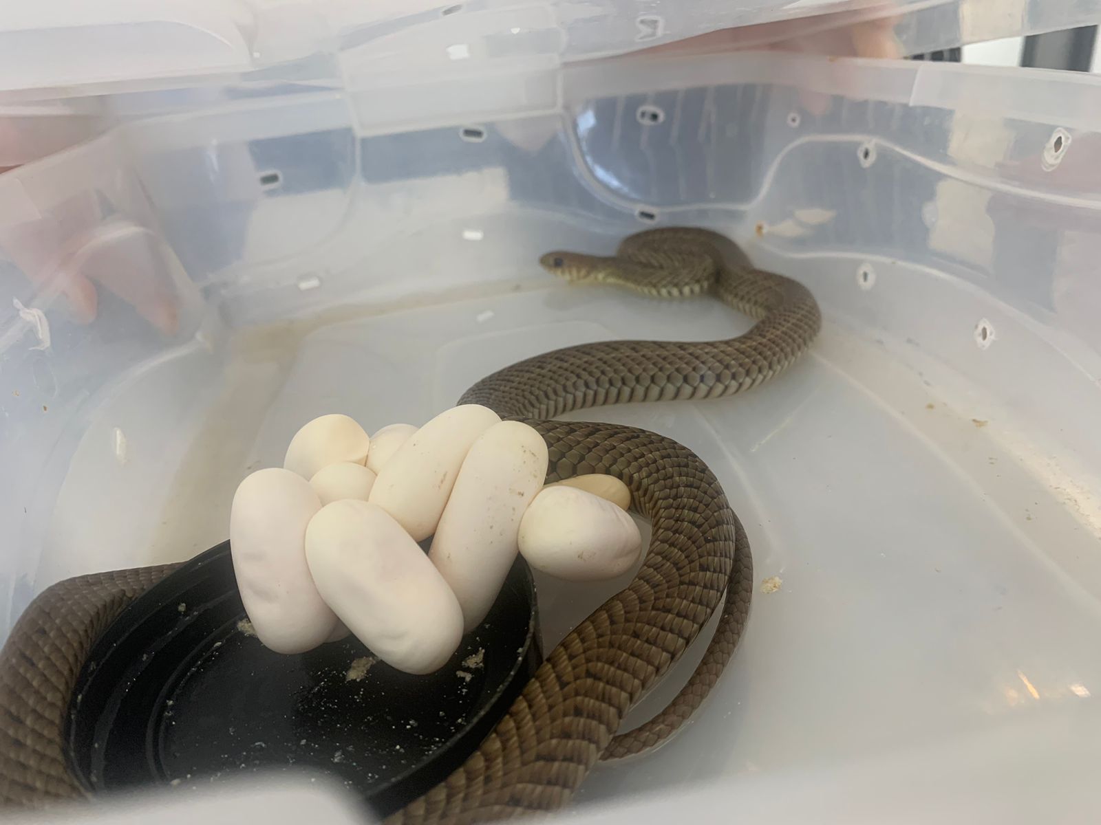 Cobra resgatada pela Polícia Ambiental posta ovos, durante período de avaliação no Cafs