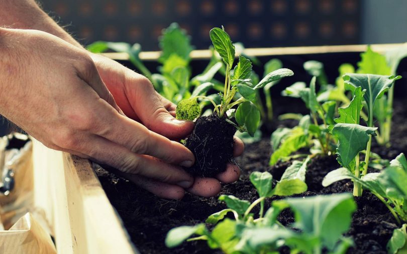 Projeto de extensão em cultivo de hortaliças está com inscrições abertas para bolsistas