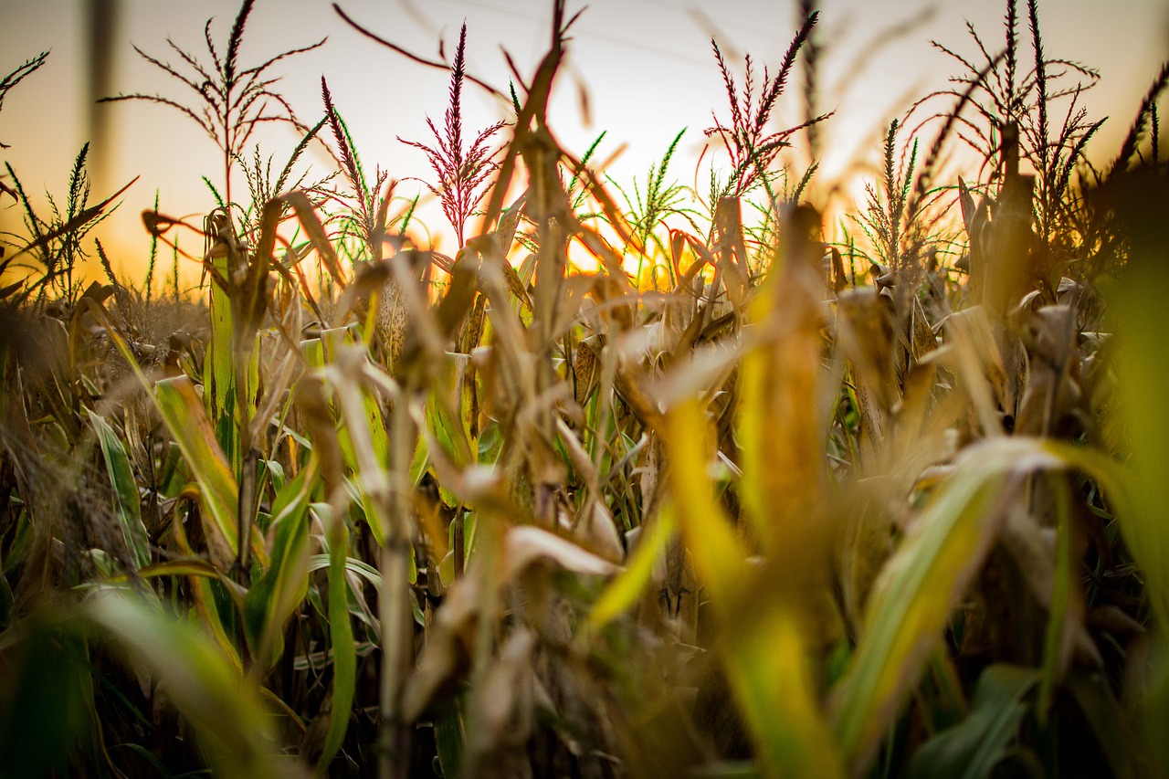 Inscrições abertas para o Mestrado em Agronomia da Unicentro