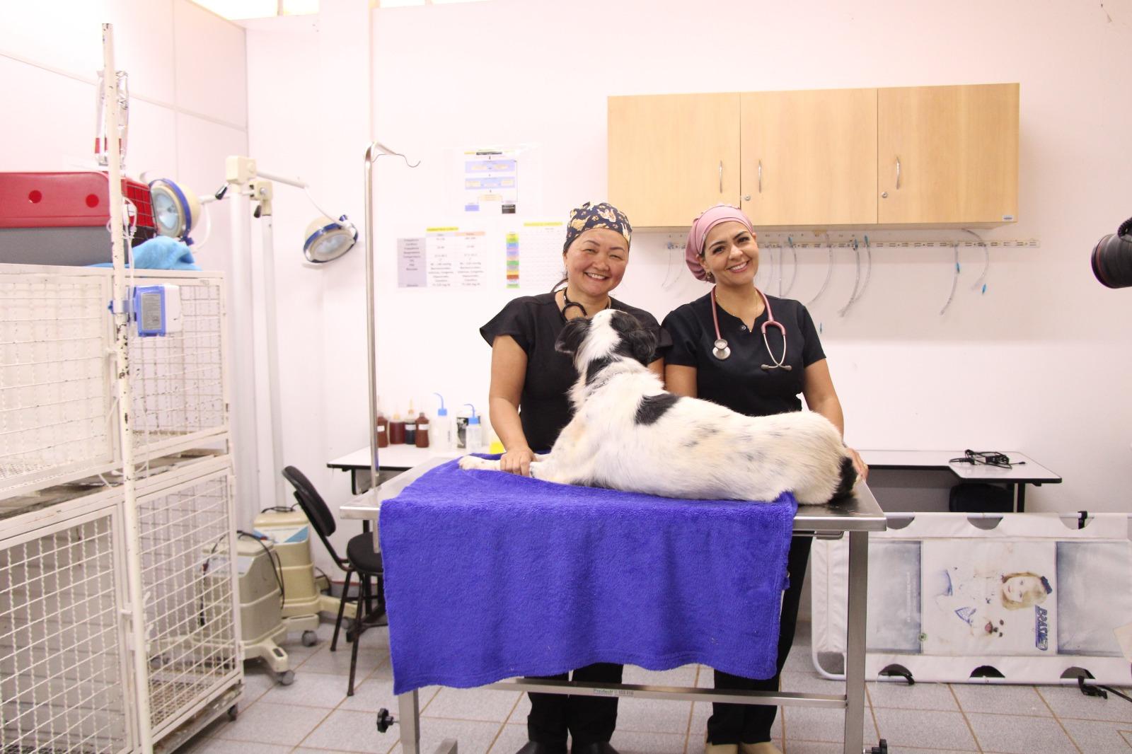 O papel essencial da anestesiologia nas cirurgias da Clínica Veterinária da Unicentro