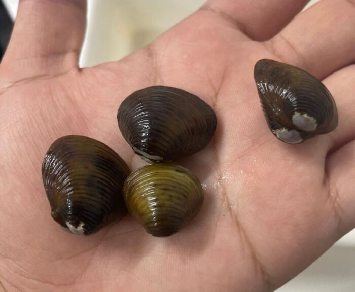 Pesquisa da Unicentro identifica molusco invasor em área próxima a manancial de Guarapuava Pesquisa da Unicentro identifica molusco invasor em área próxima a manancial de Guarapuava