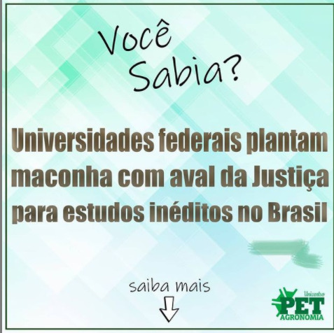 Você sabia: Universidades federais plantam maconha com aval da justiça para estudos inéditos no Brasil