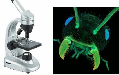 Microscópios: um olhar diferente