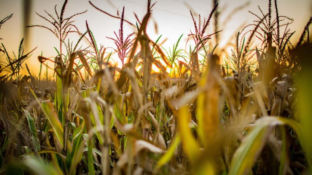 Inscrições para alunos não regulares no Programa de Pós-Graduação em Agronomia da Unicentro seguem até 31 de julho