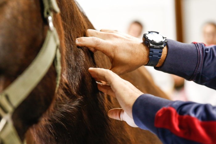 PPG em Ciências Veterinárias da Unicentro abre seleção para mestrado